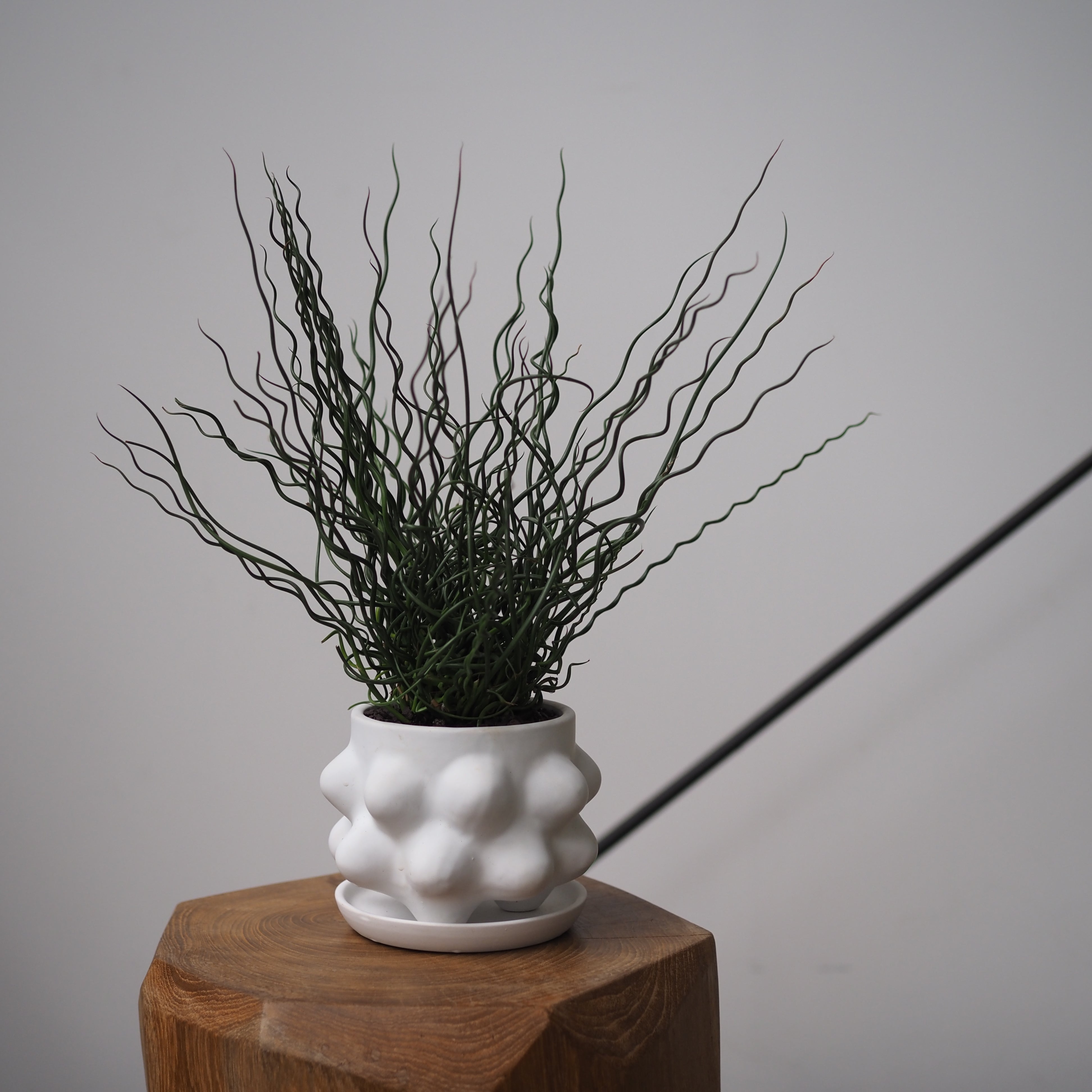 観葉植物 – tlahus online shop