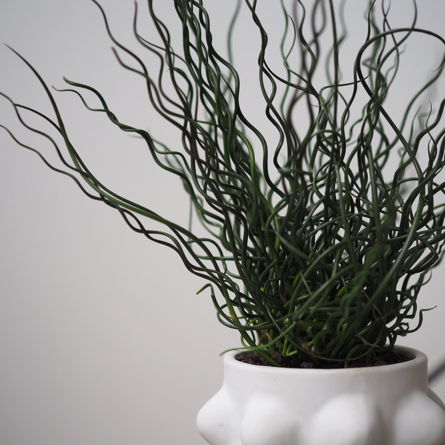 ヘンポット　スパイラルグリーンU,5082