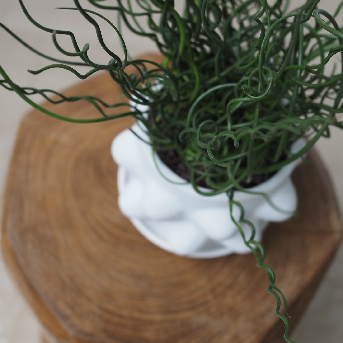 ヘンポット　スパイラルグリーンU,5082