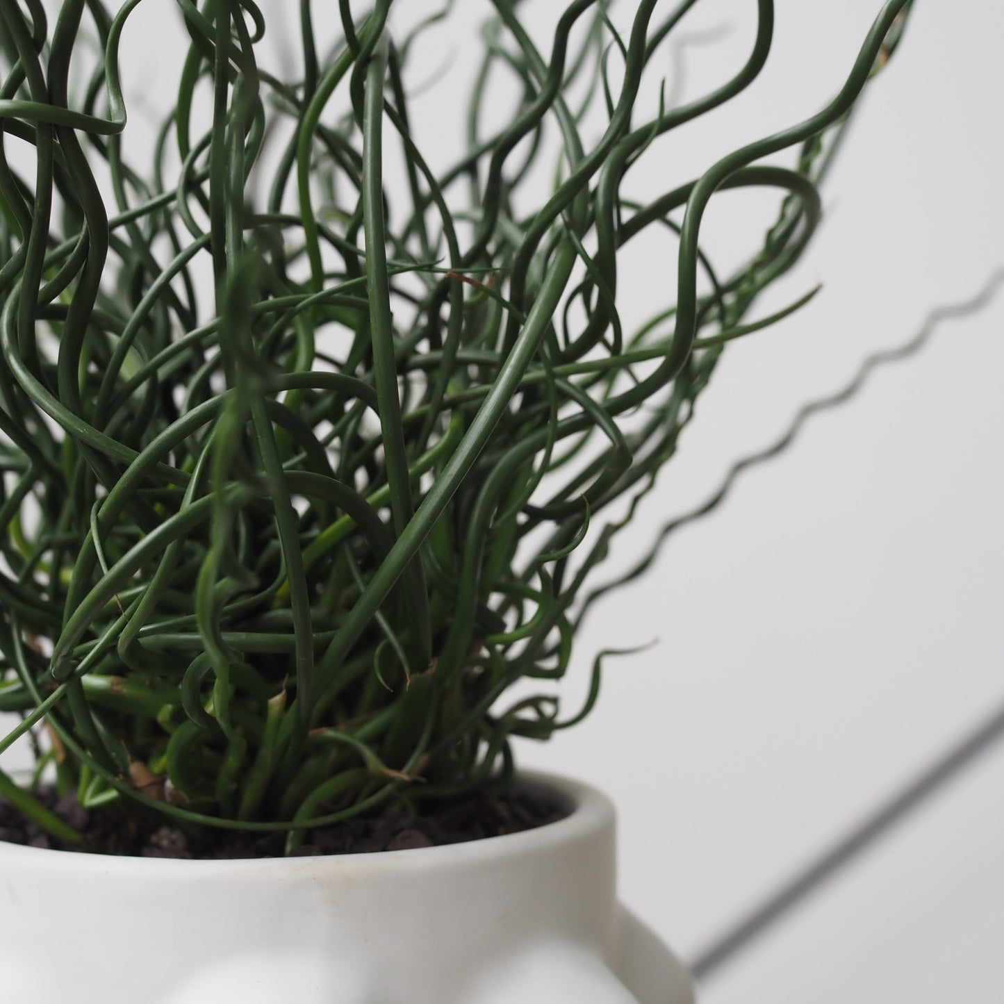 ヘンポット　スパイラルグリーンU,5082