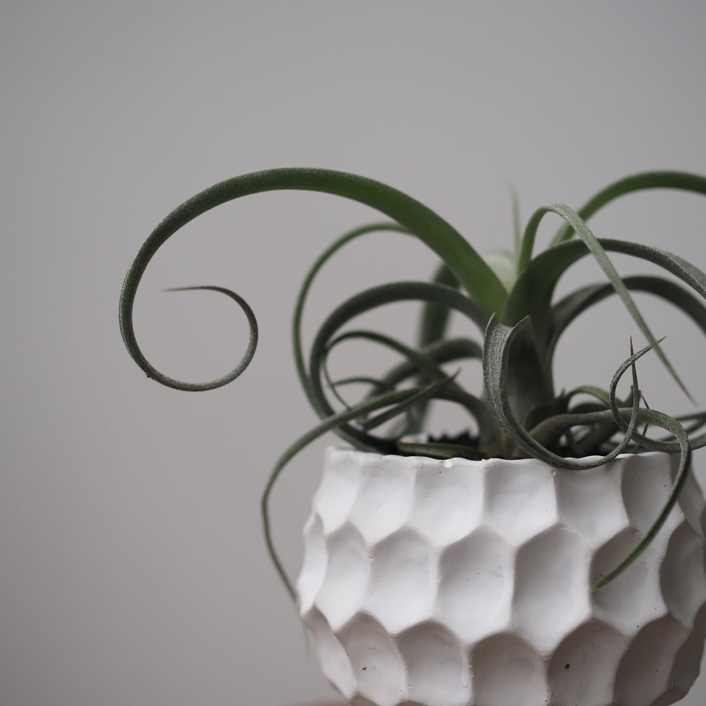 ヘンポットカーリーグリーンU,5083