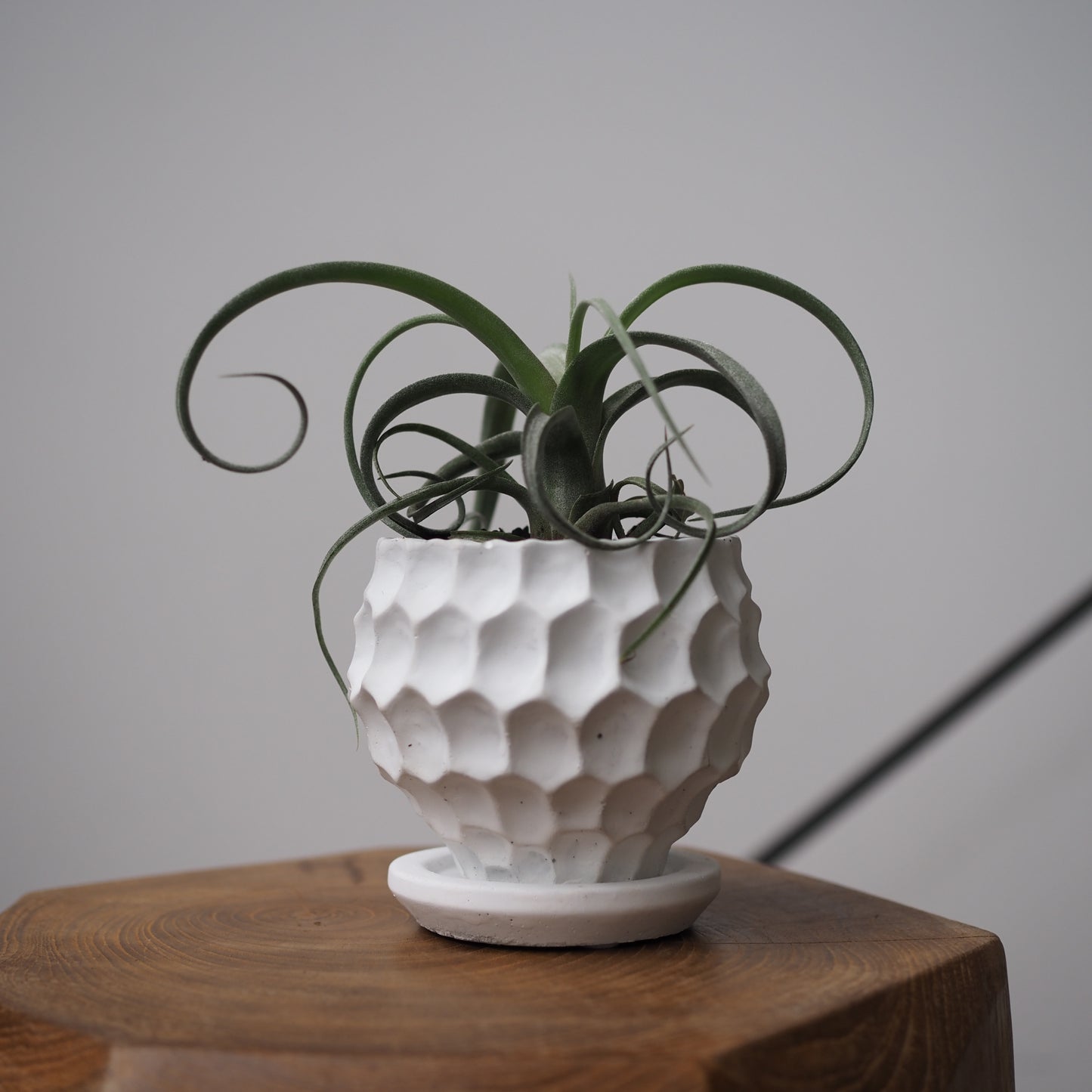 ヘンポットカーリーグリーンU,5083