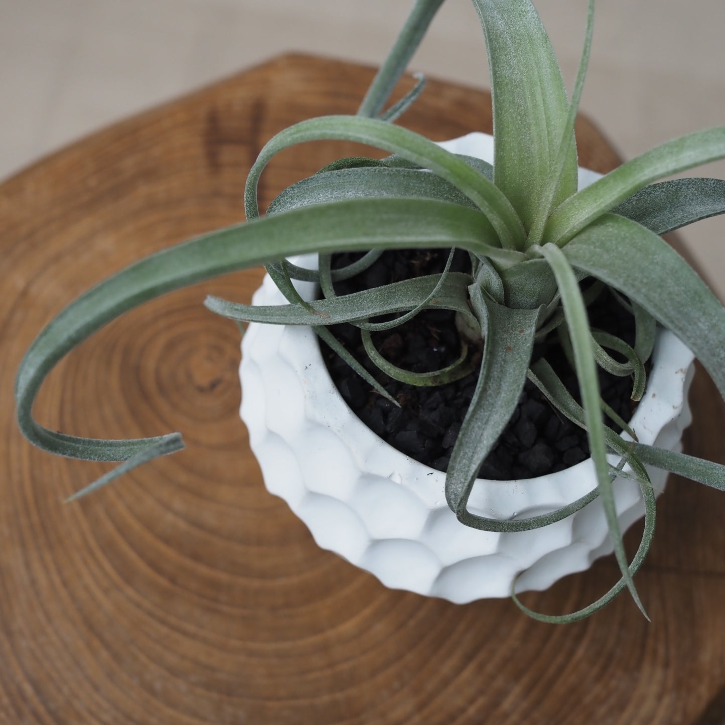 ヘンポットカーリーグリーンU,5083