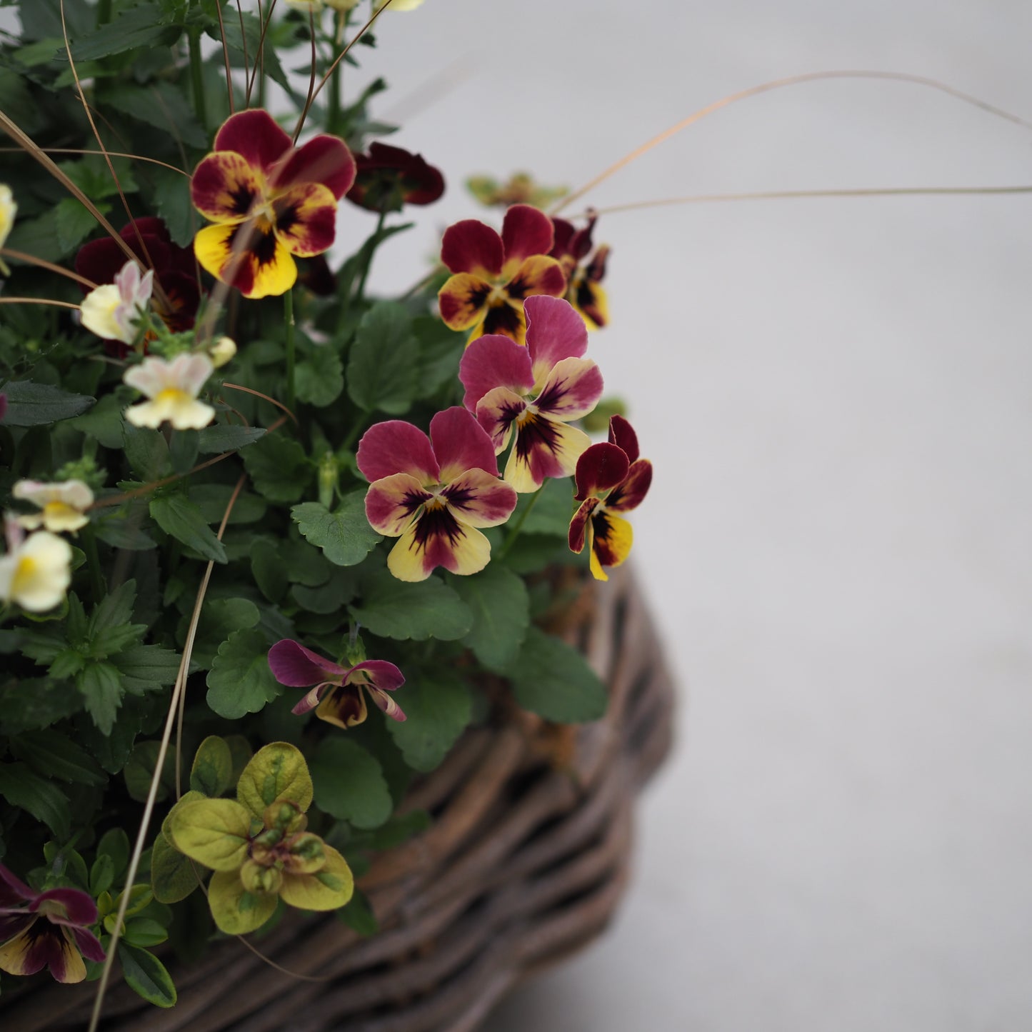 秋風にゆれる花かごI.5061