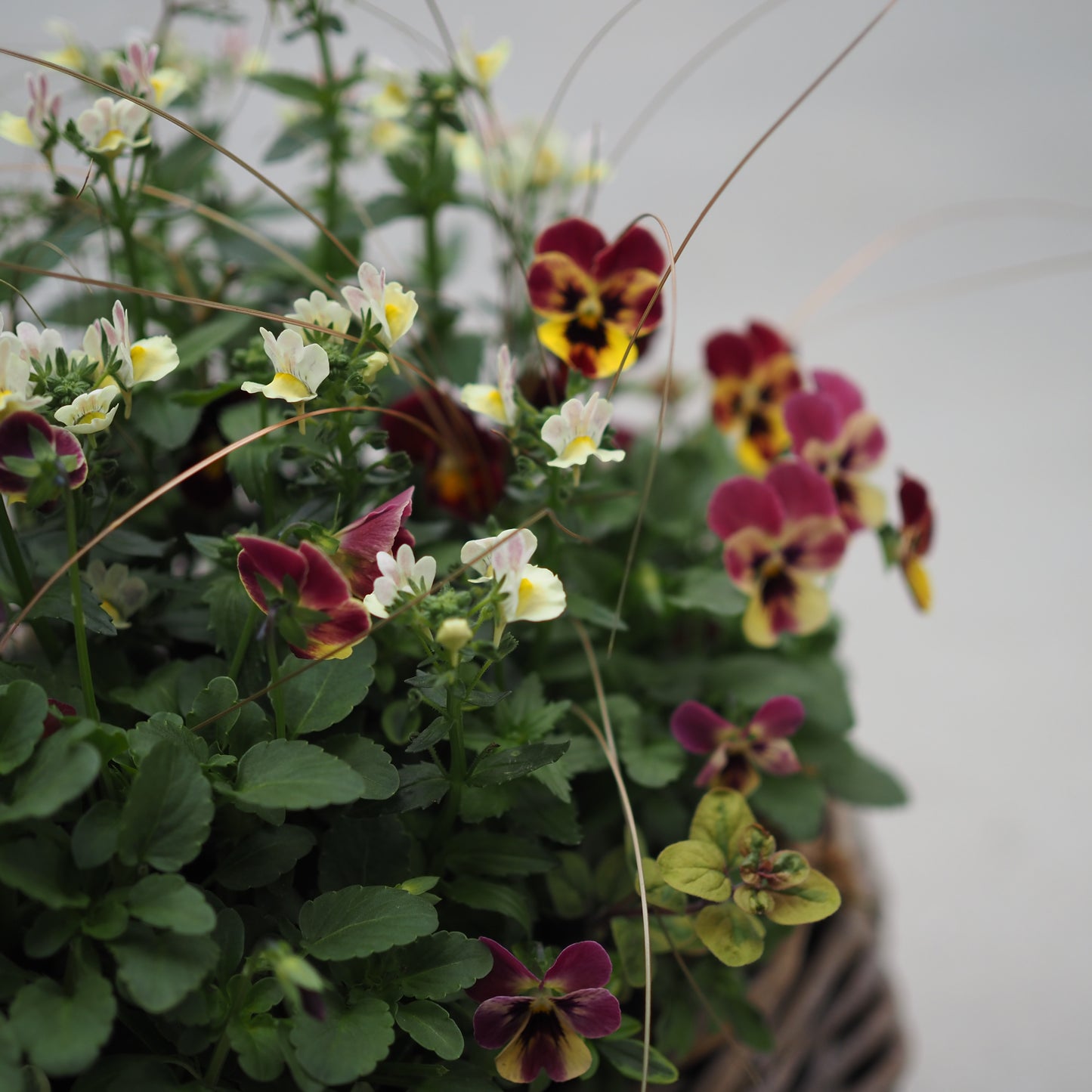 秋風にゆれる花かごI.5061