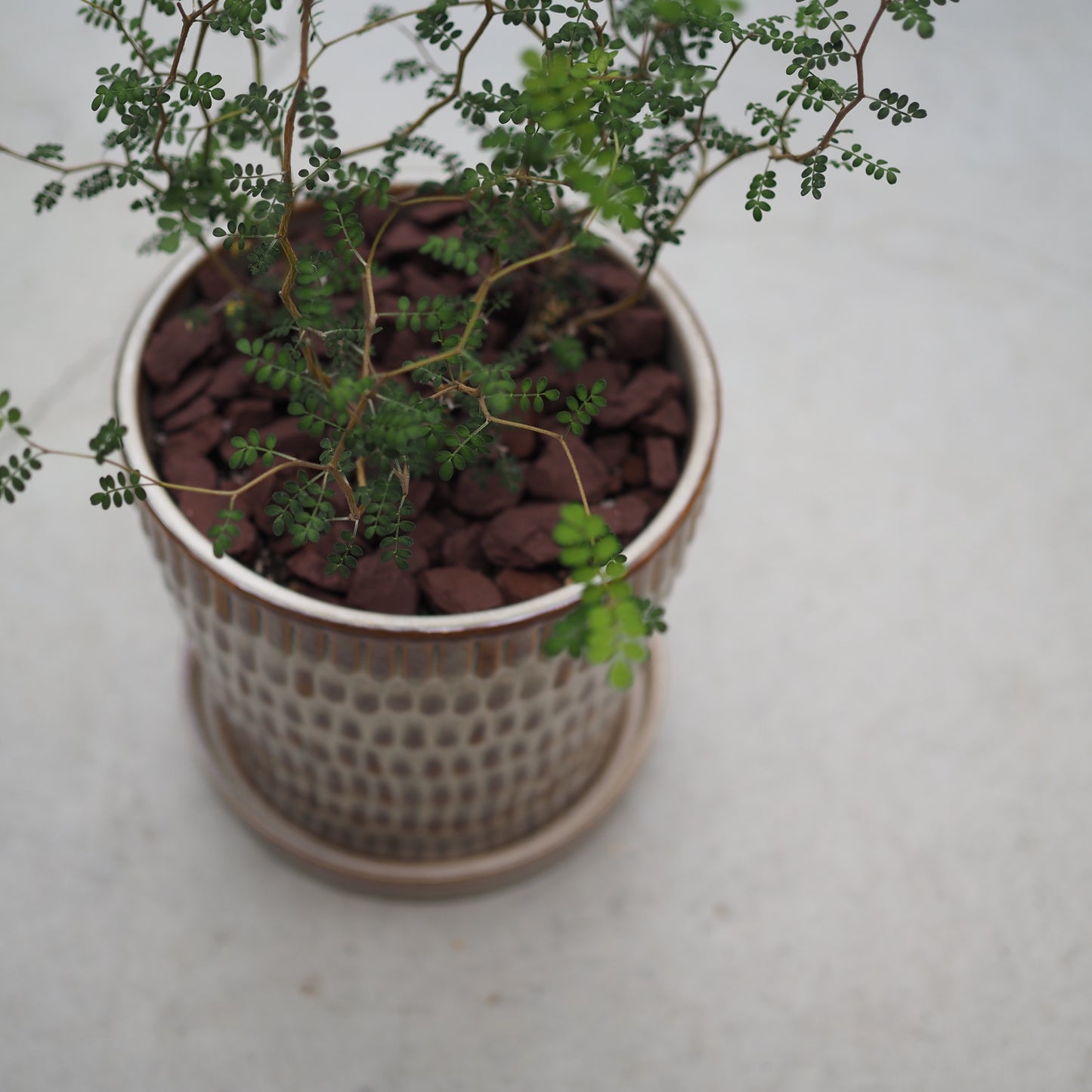 ソフォラの鉢植えM,4821