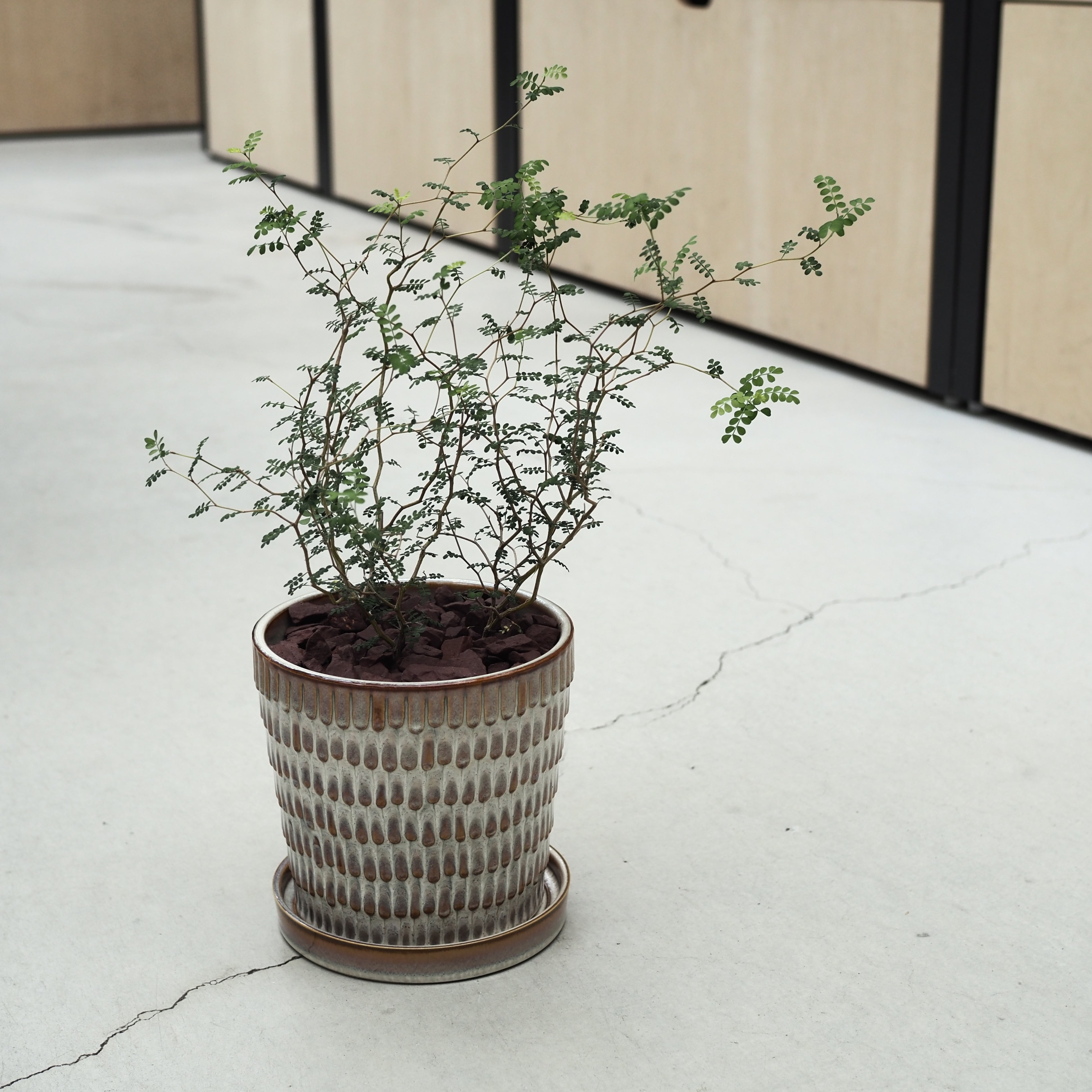 観葉植物 – tlahus online shop