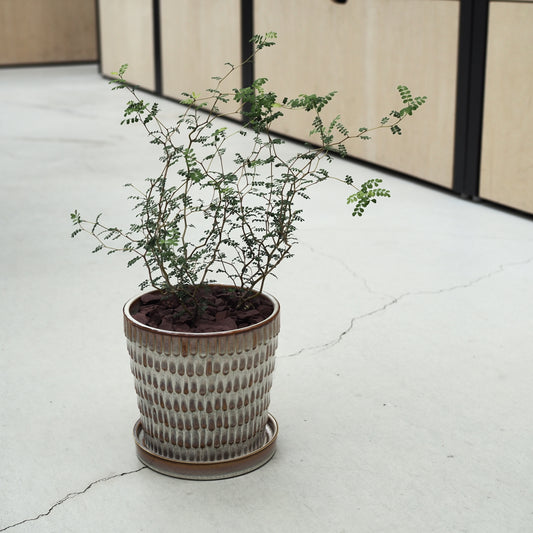 ソフォラの鉢植えM,4821