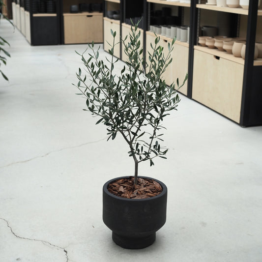 オリーブの鉢植えM,5008