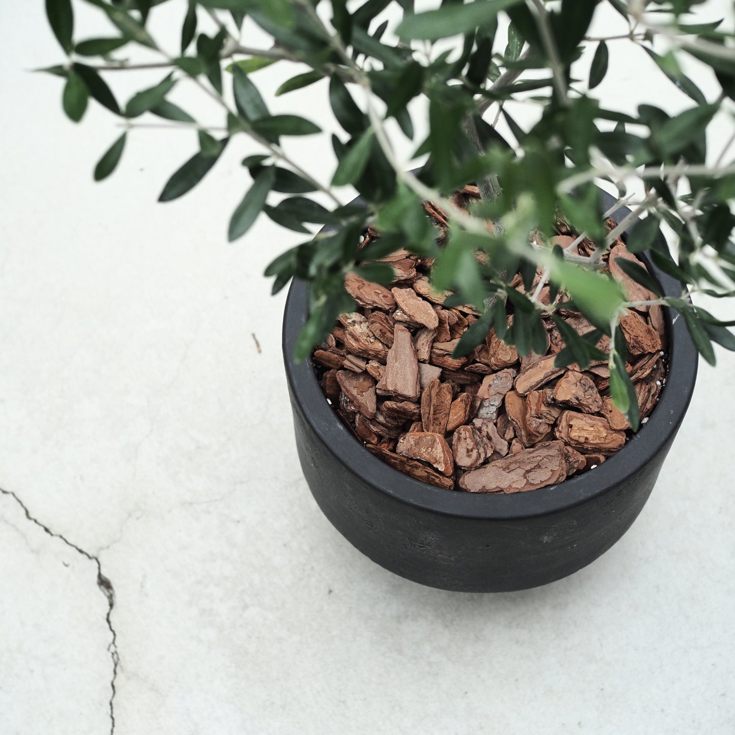 オリーブの鉢植えM,5008