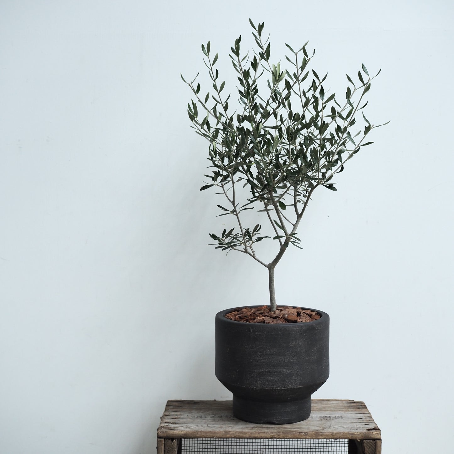 オリーブの鉢植えM,5008