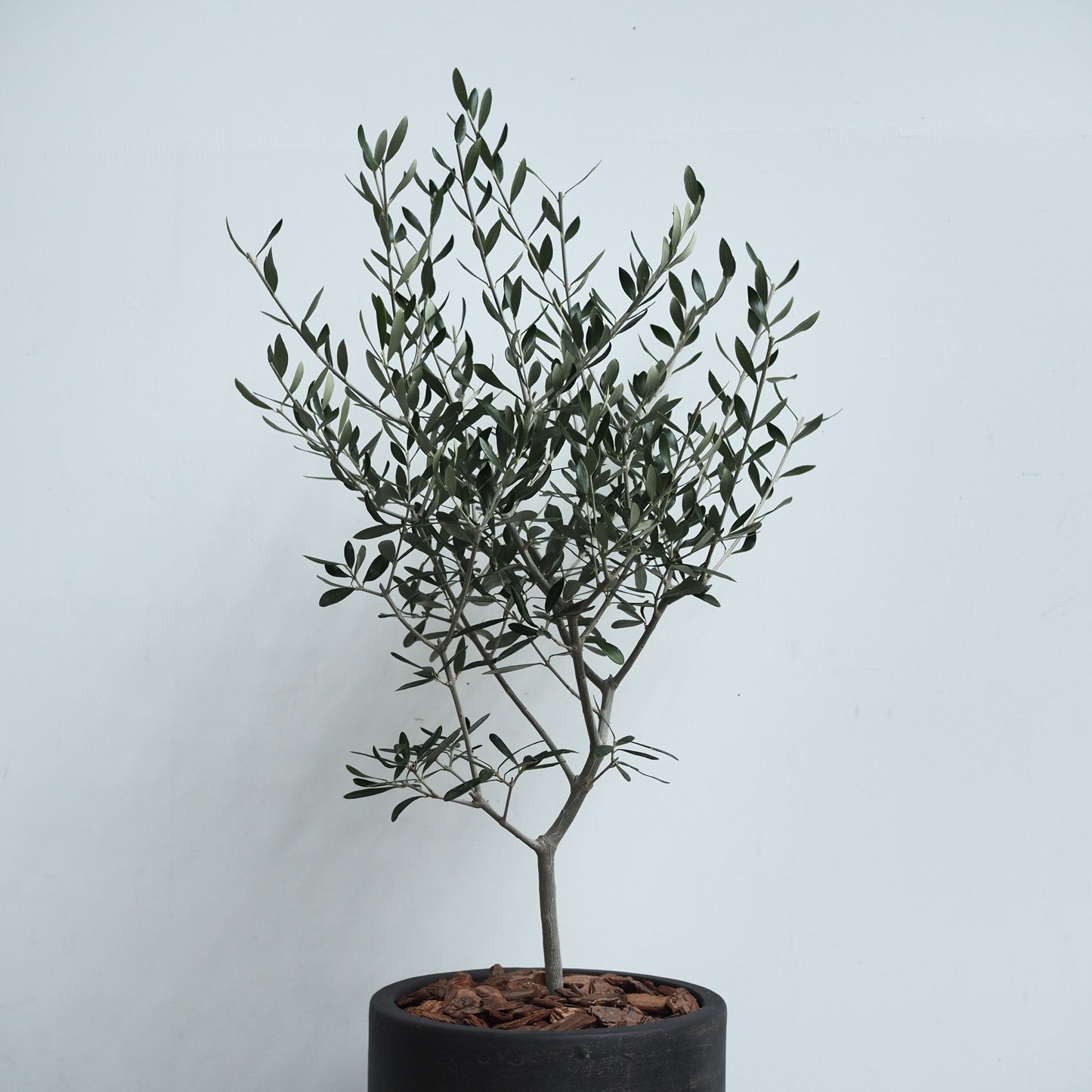 オリーブの鉢植えM,5008