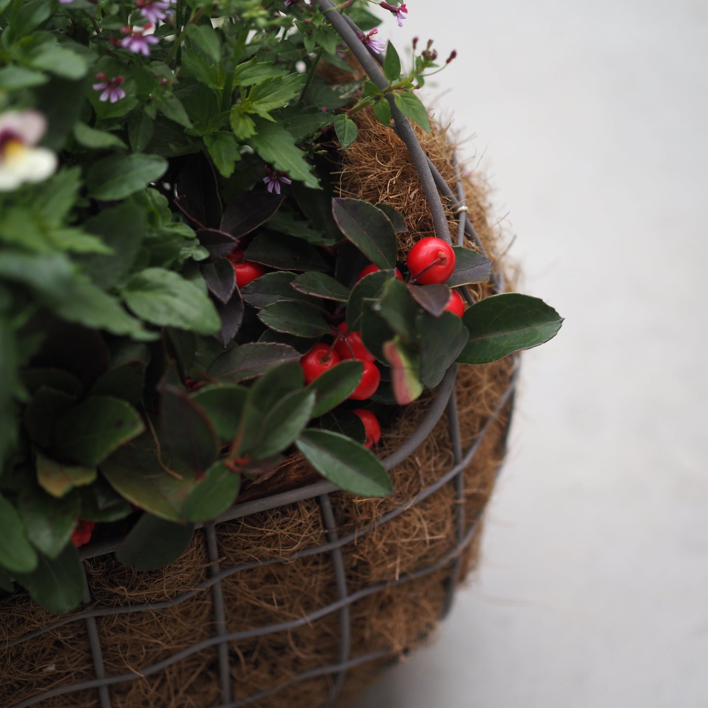 上品なパープル×ピンクの寄せ植え