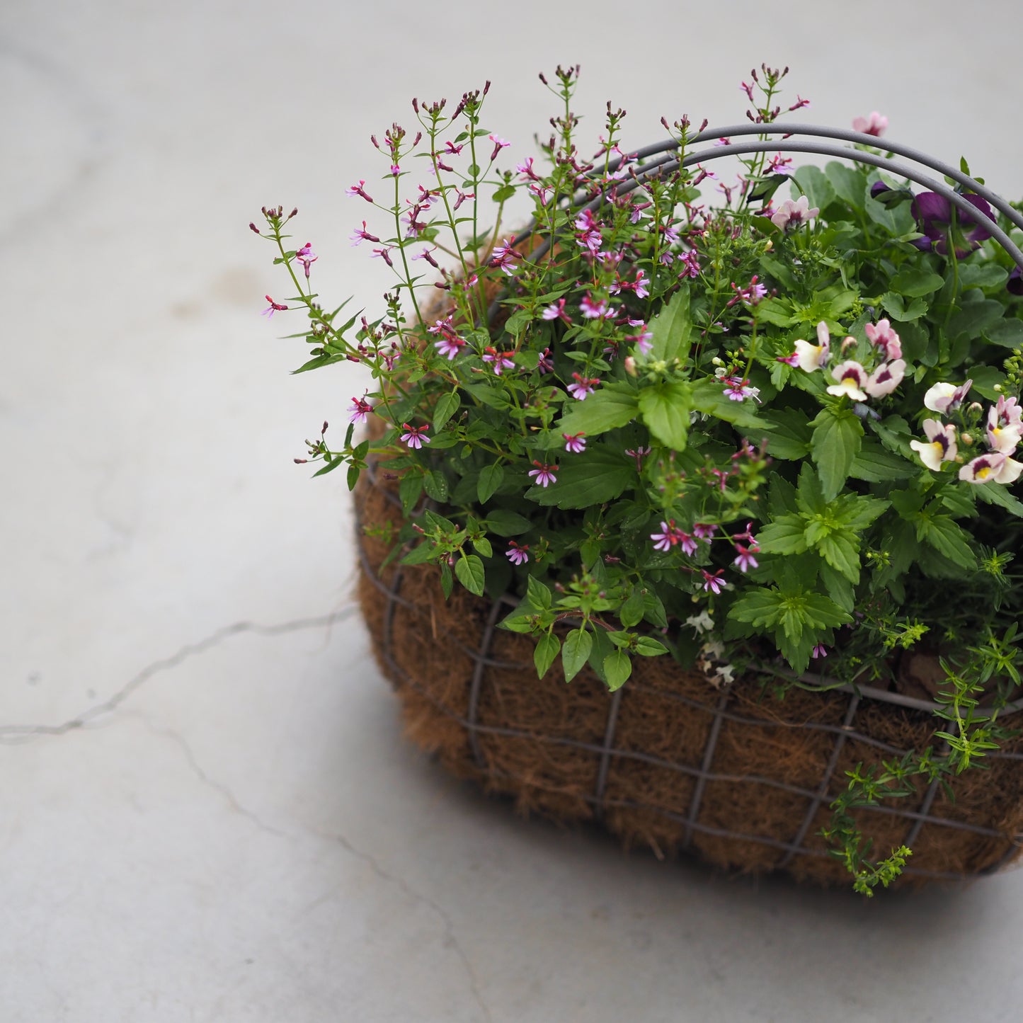 上品なパープル×ピンクの寄せ植え