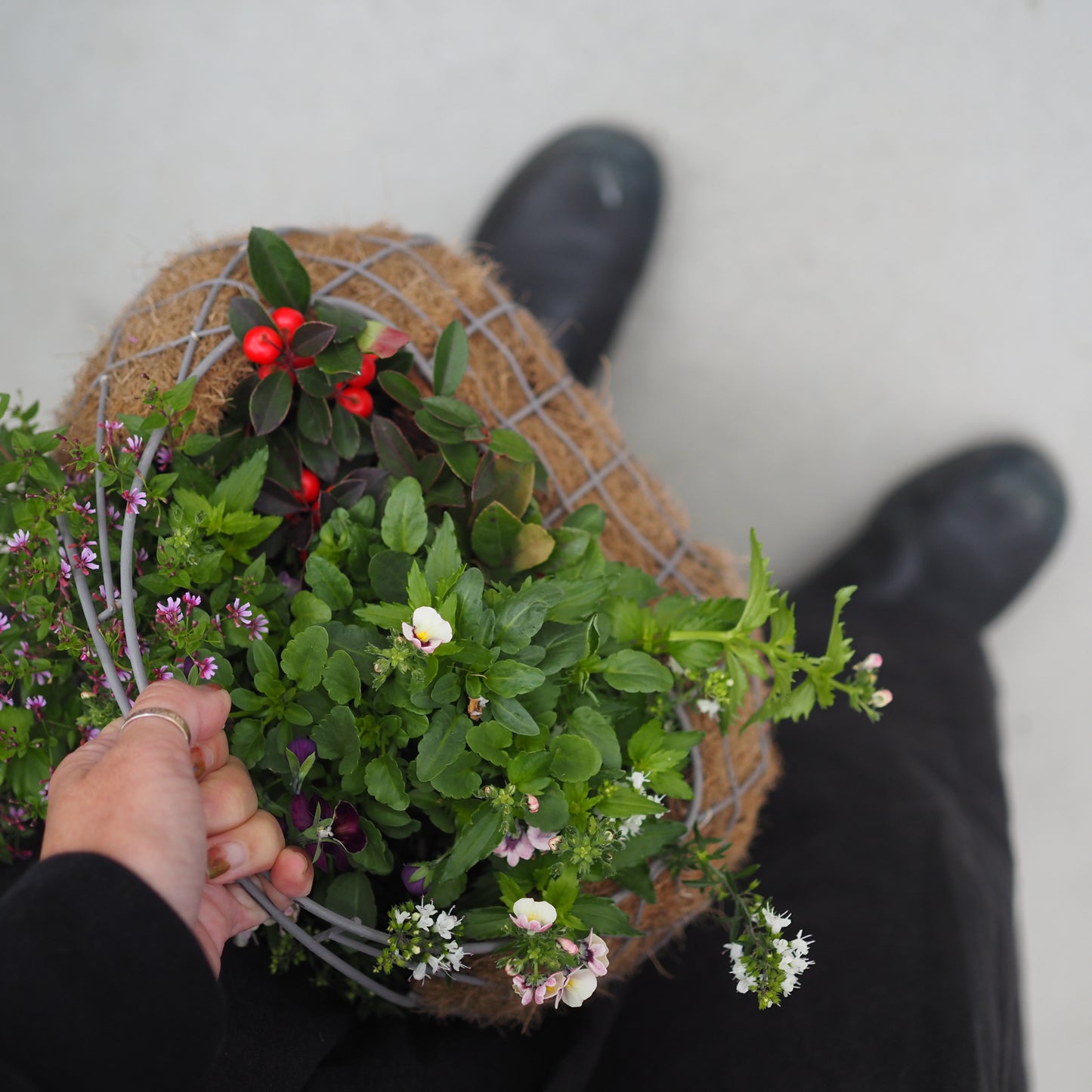 上品なパープル×ピンクの寄せ植え