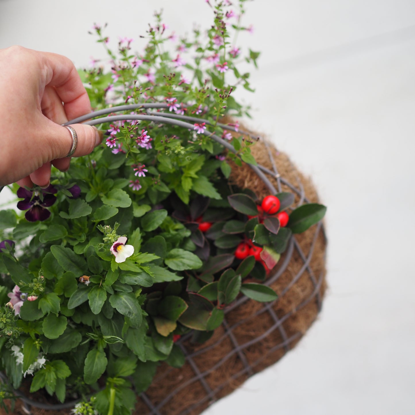 上品なパープル×ピンクの寄せ植え