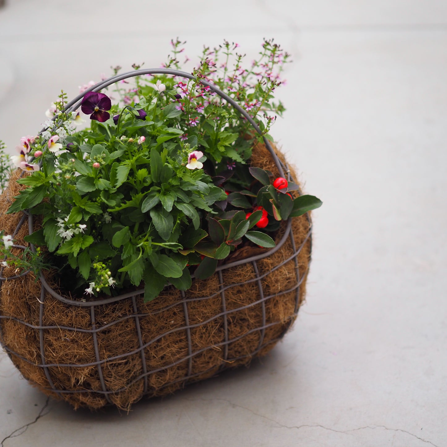 上品なパープル×ピンクの寄せ植え