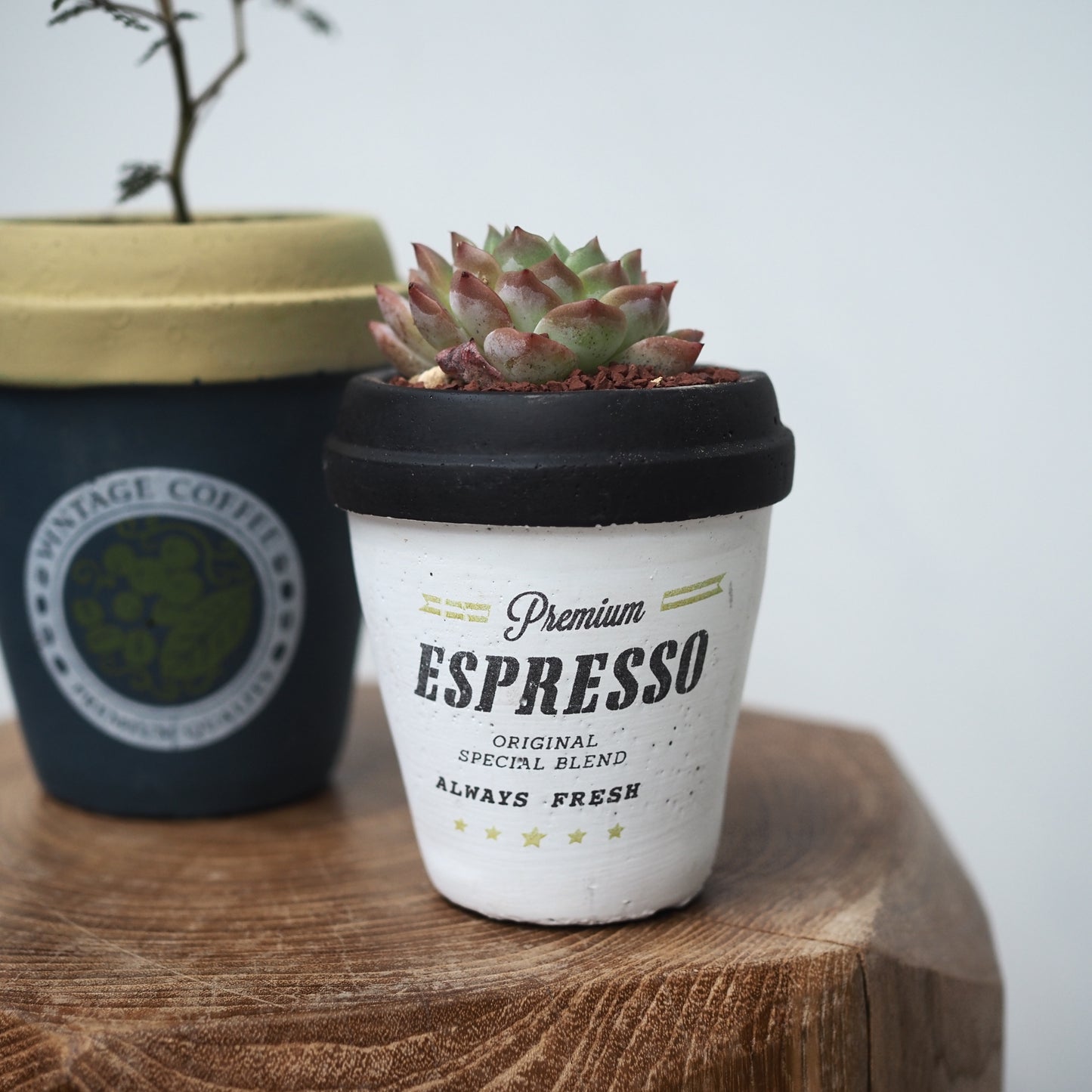 プラントラテセット