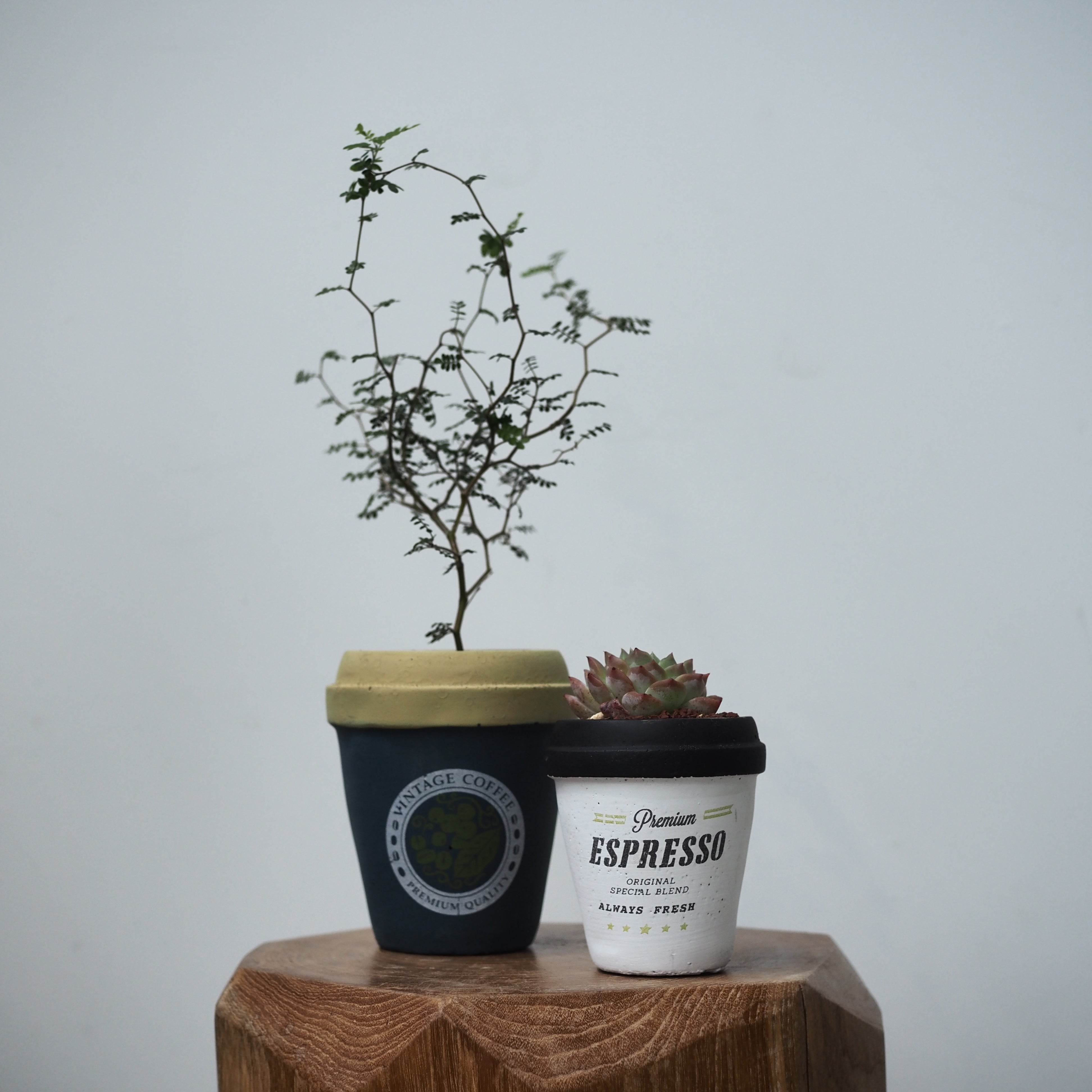 観葉植物 – tlahus online shop