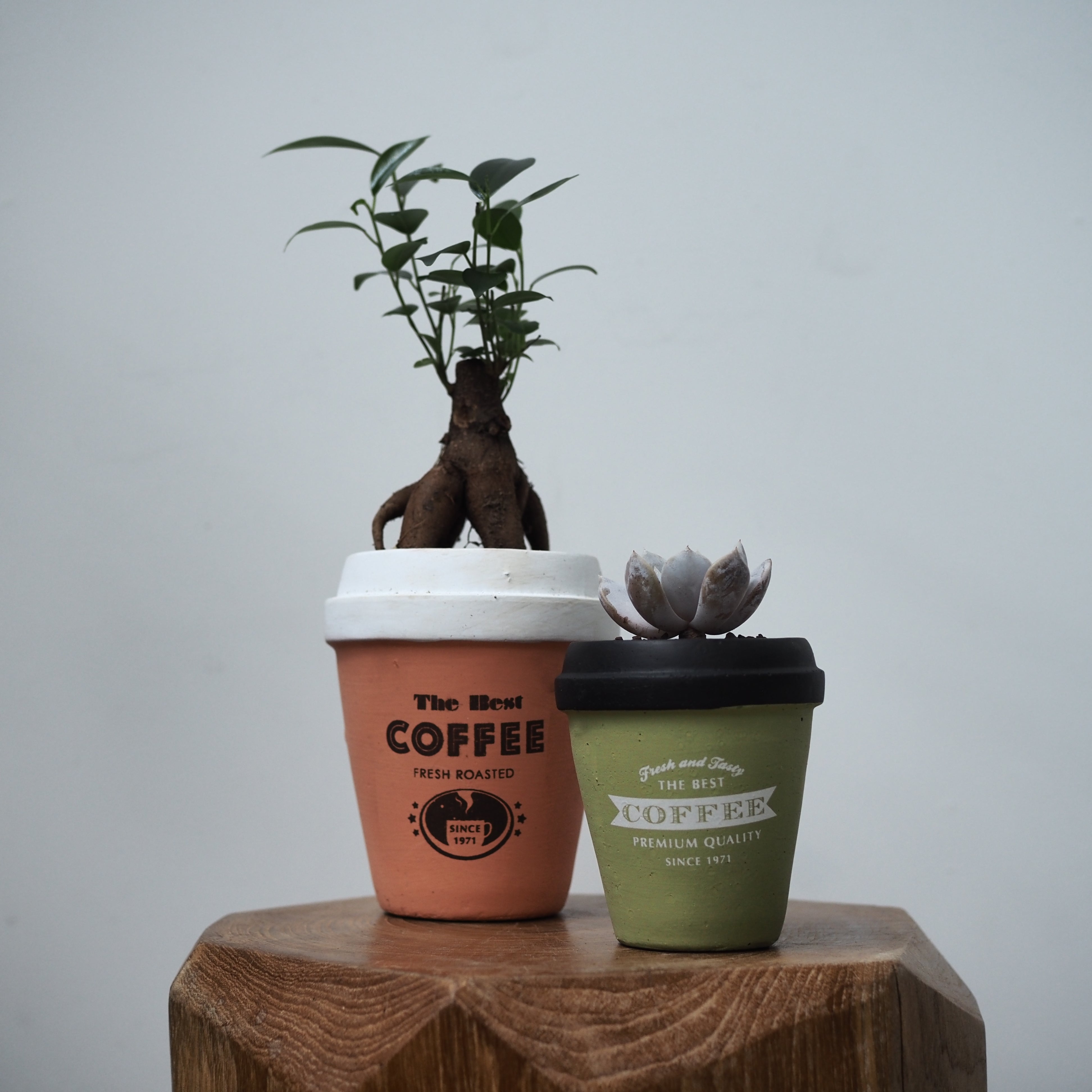 観葉植物 – tlahus online shop