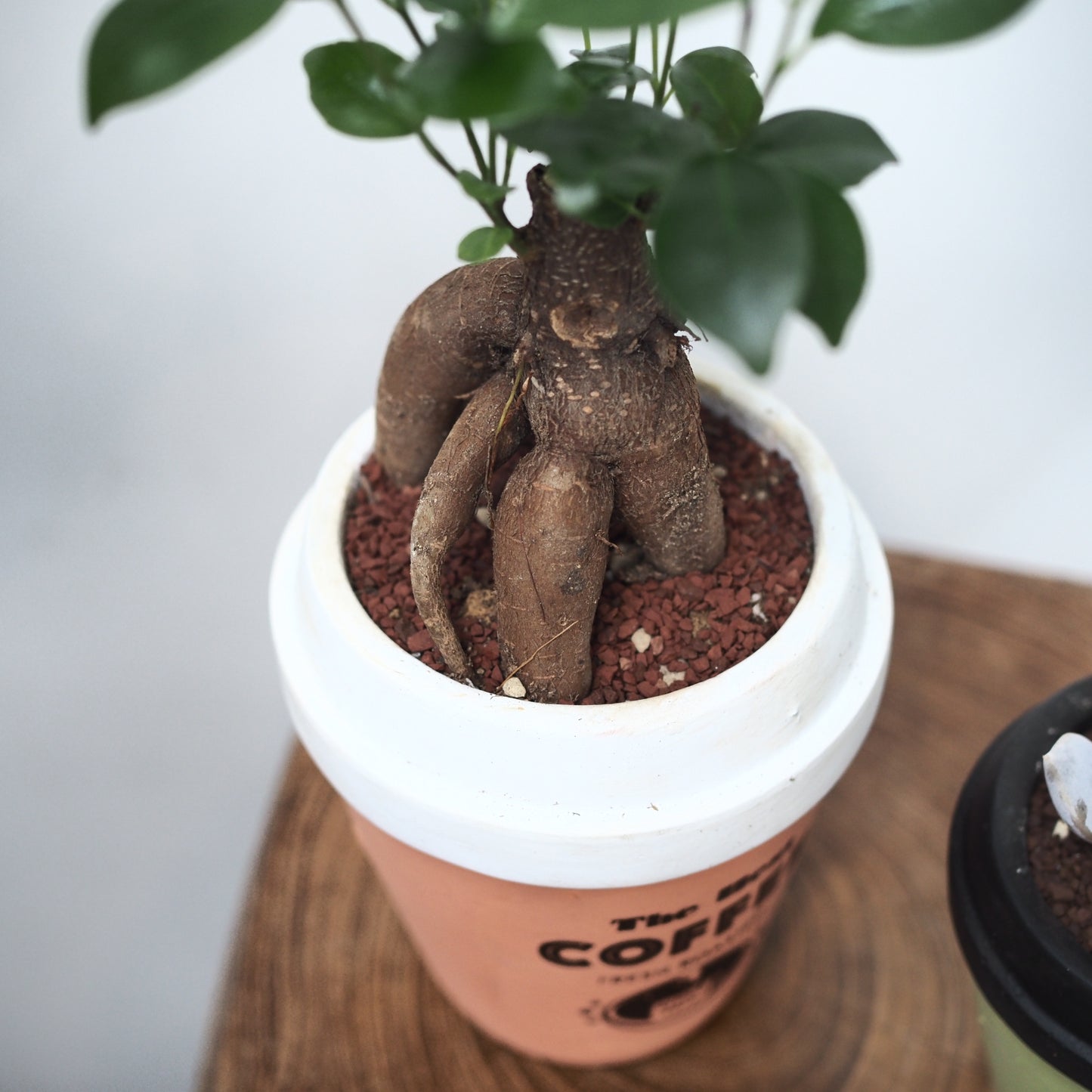 カフェ・ヴェルトセット