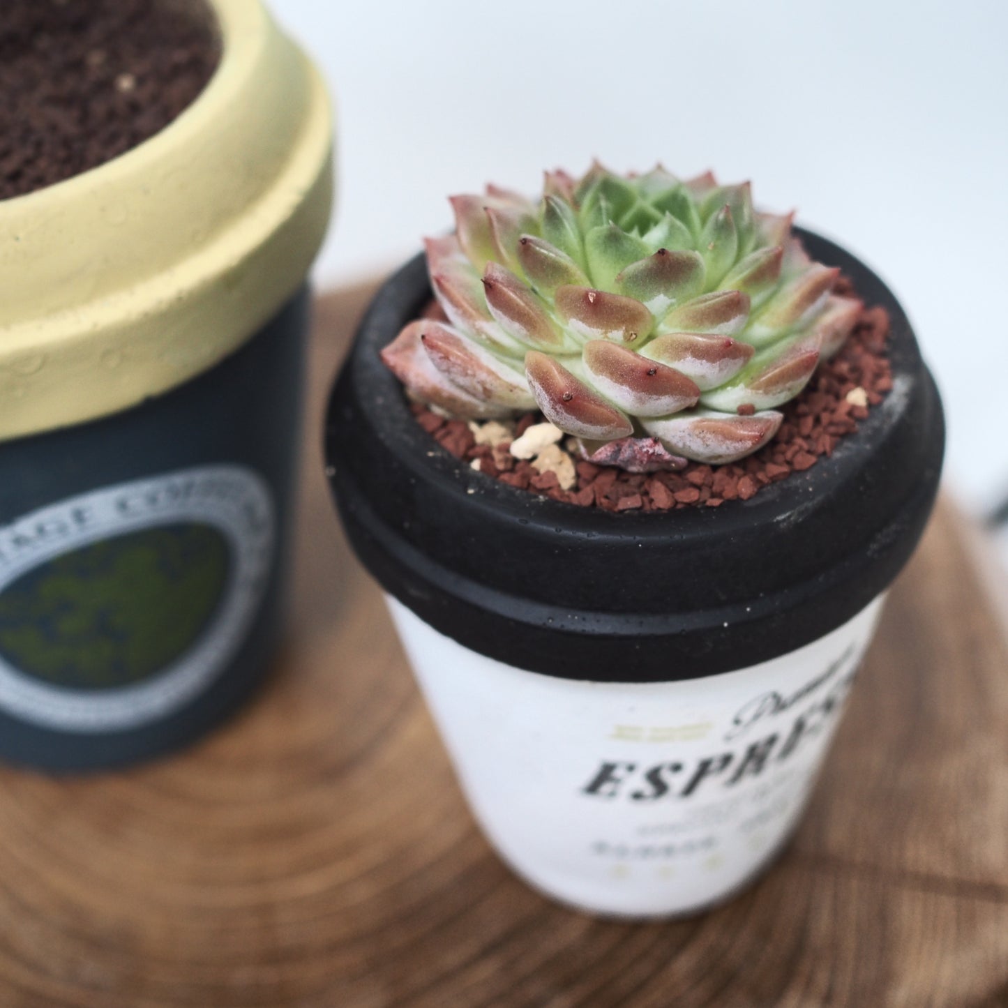 プラントラテセット