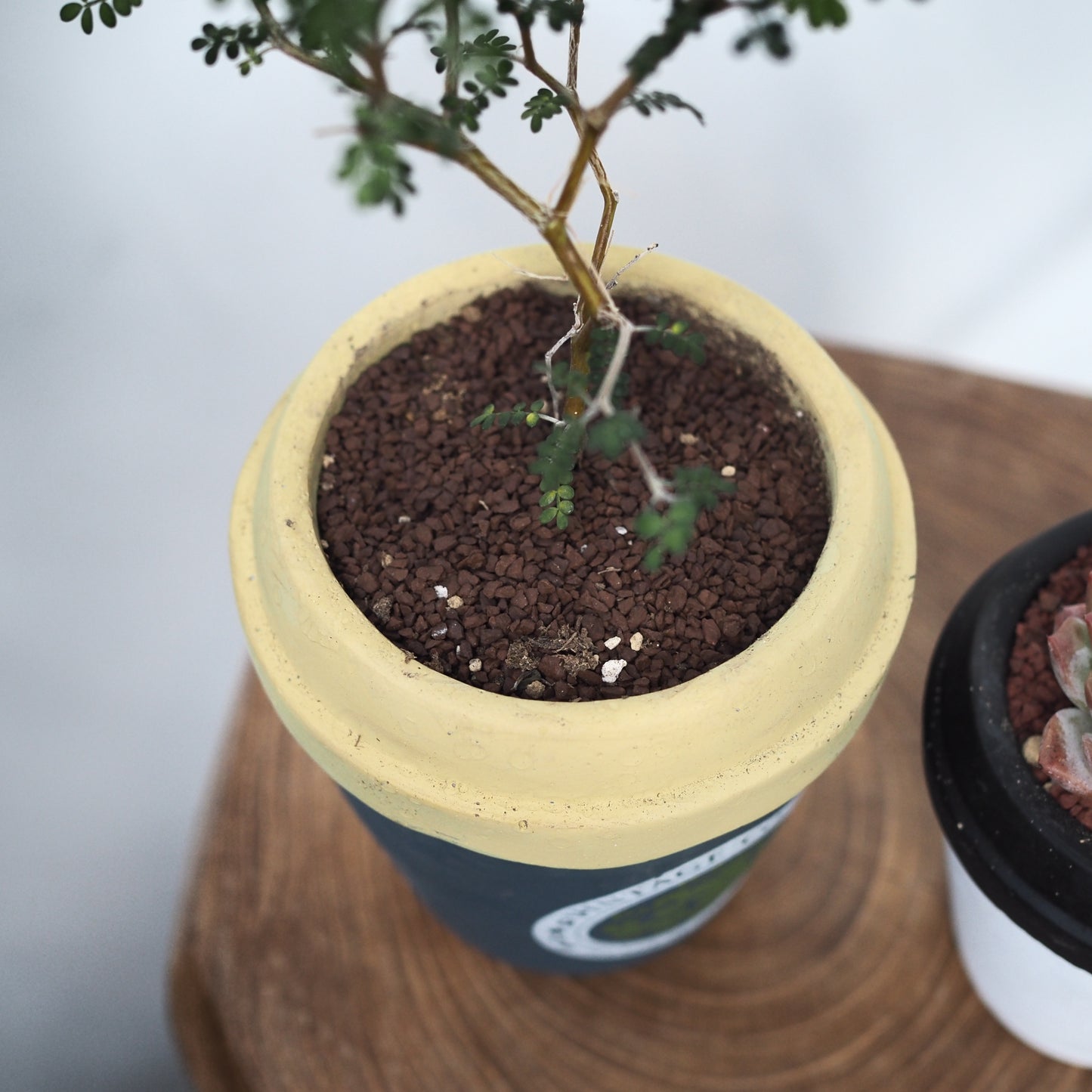 プラントラテセット