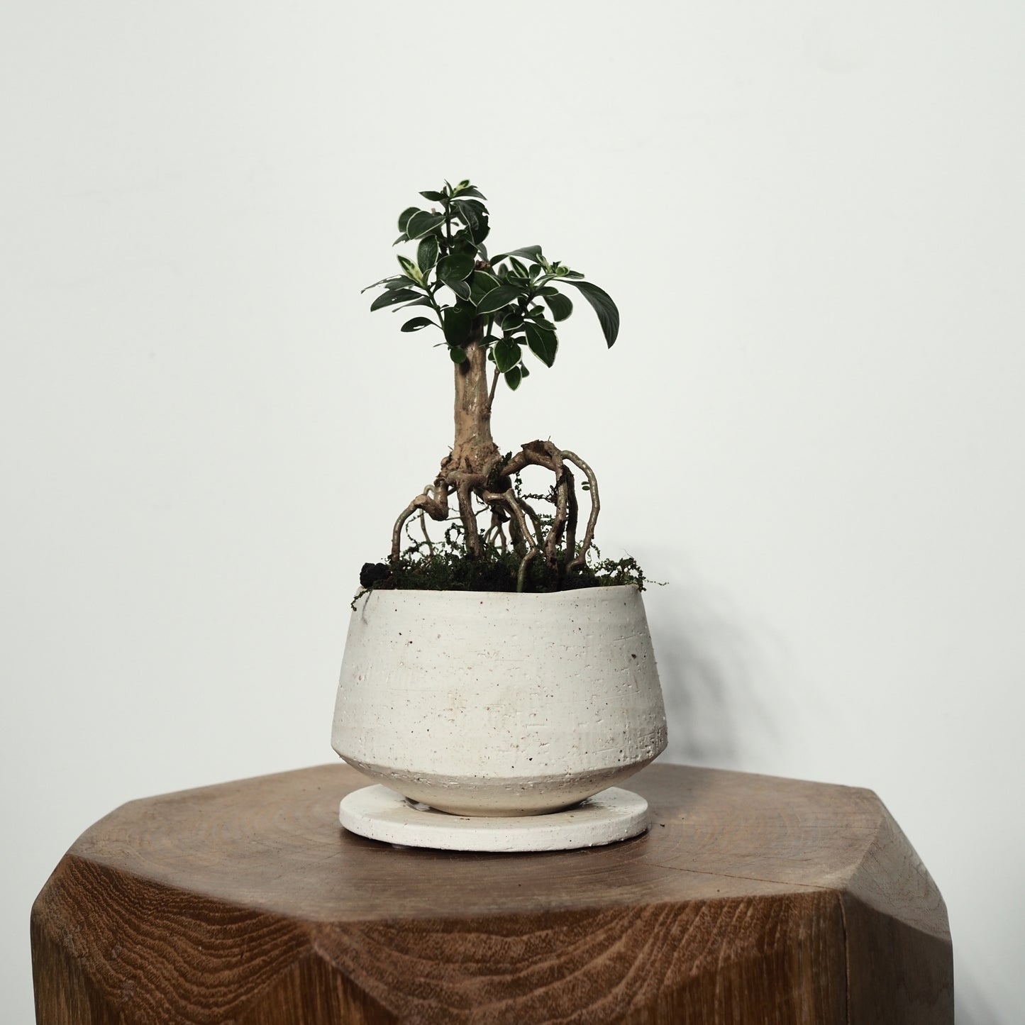 コチョウギ盆栽