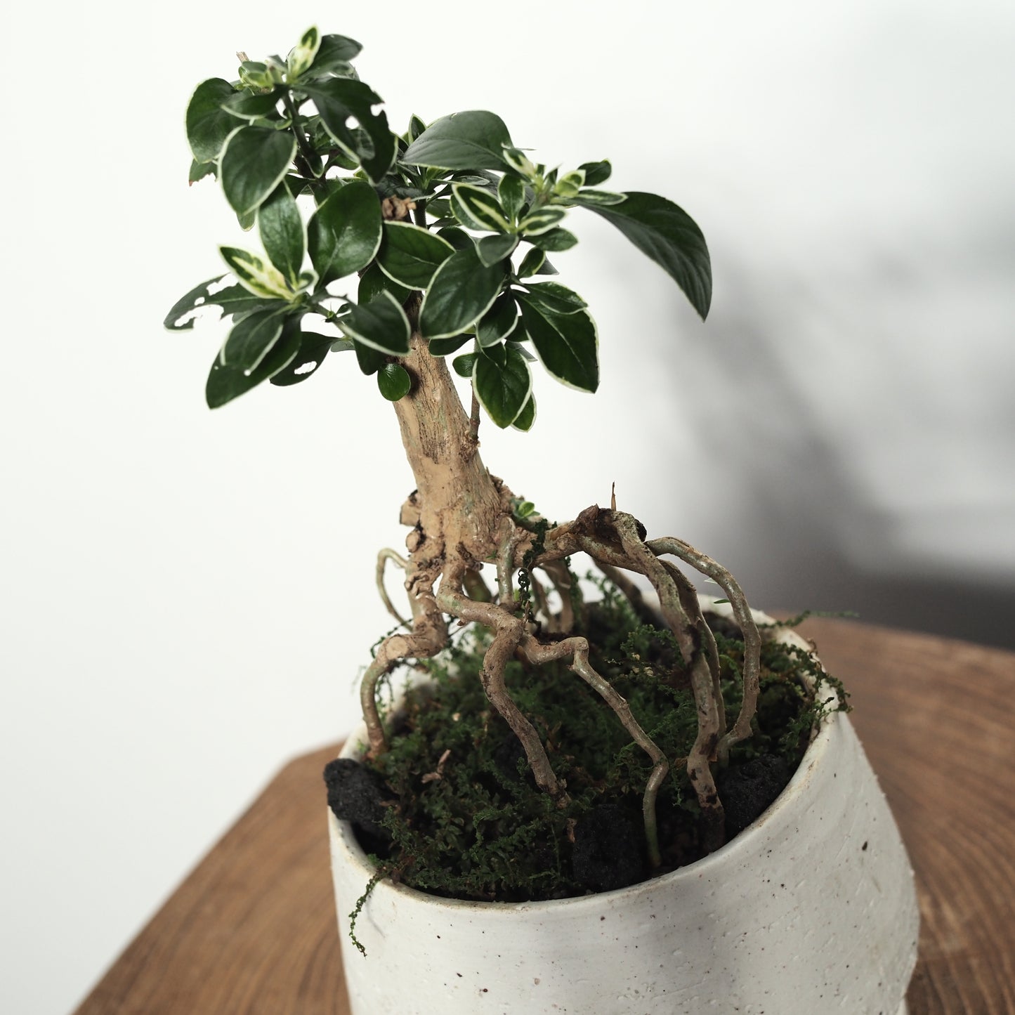 コチョウギ盆栽