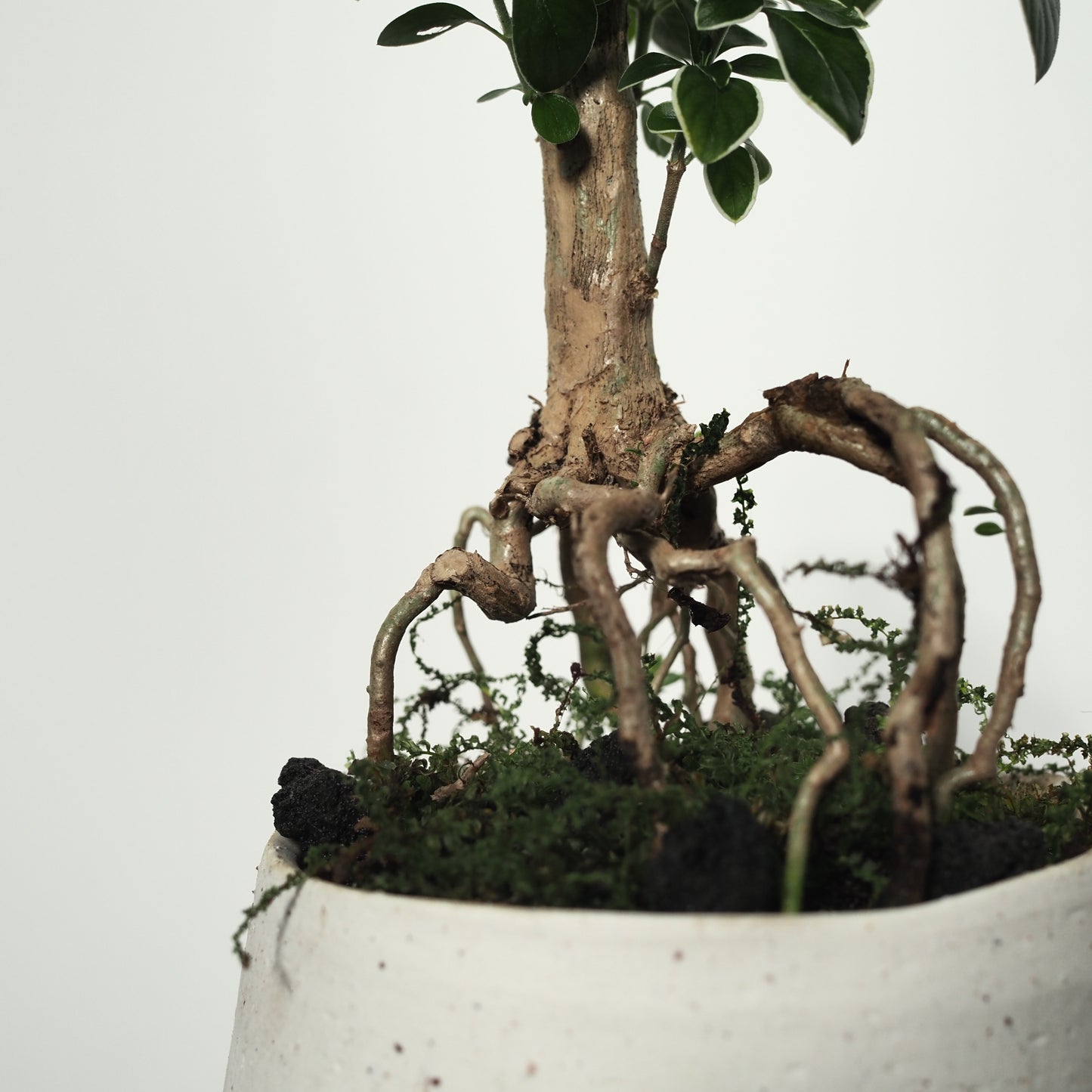 コチョウギ盆栽