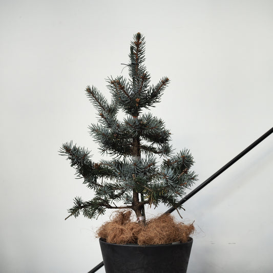 ピセアプンゲンスホプシー（コロラドトウヒ）