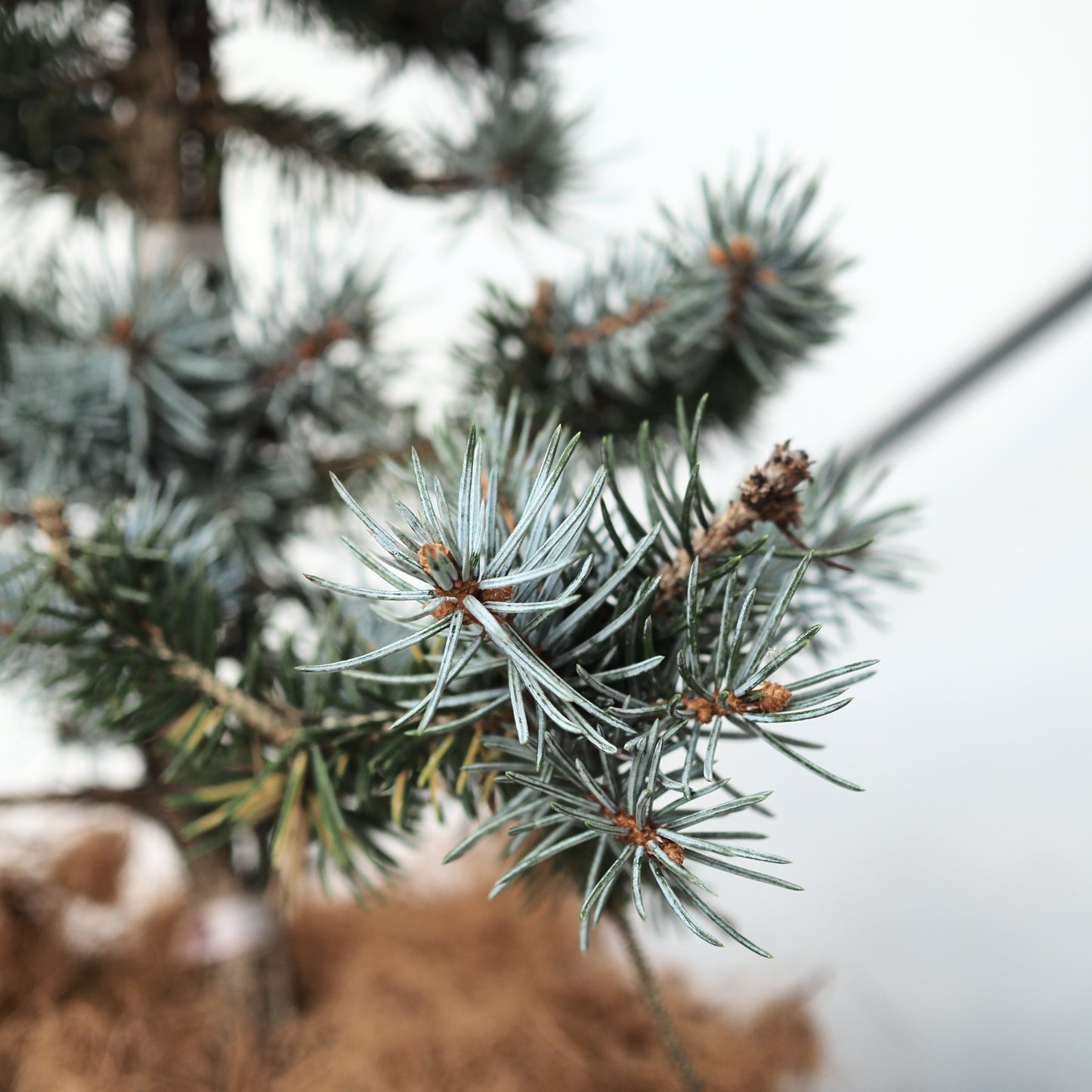 ピセアプンゲンスホプシー（コロラドトウヒ）
