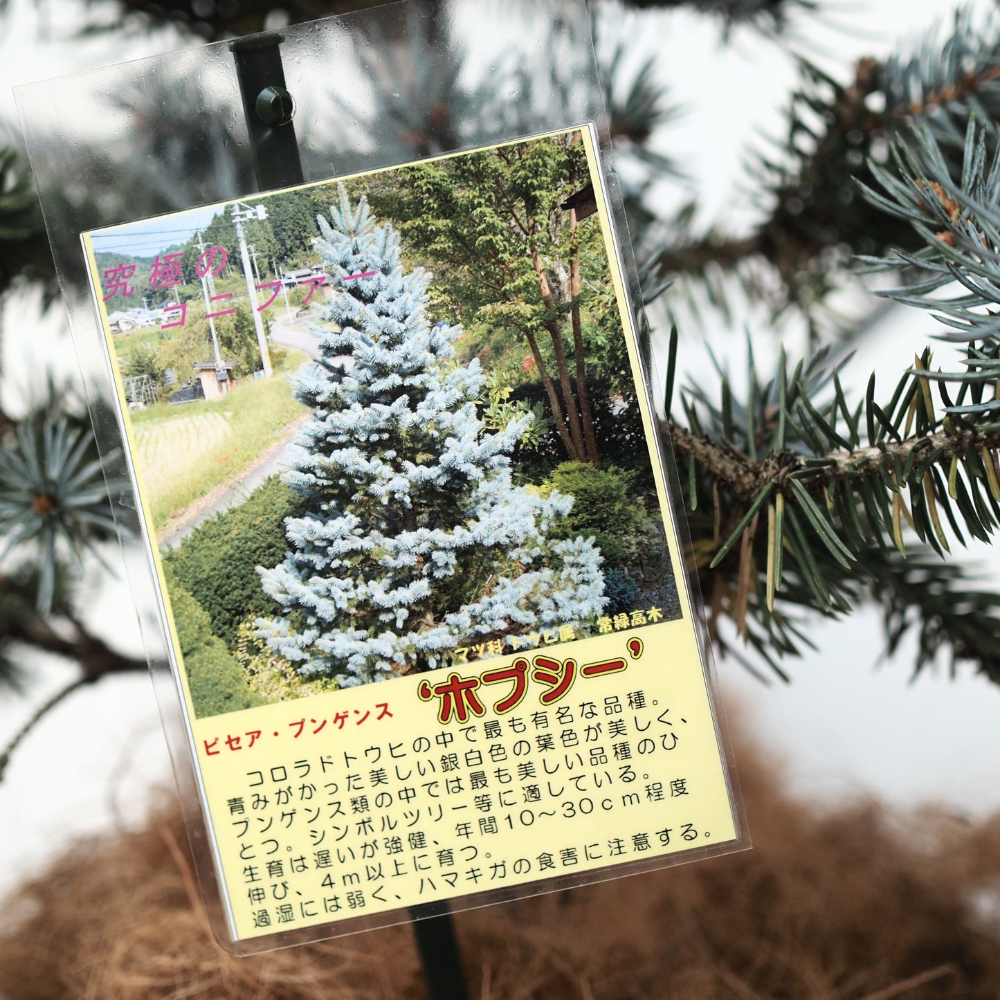 ピセアプンゲンスホプシー（コロラドトウヒ）