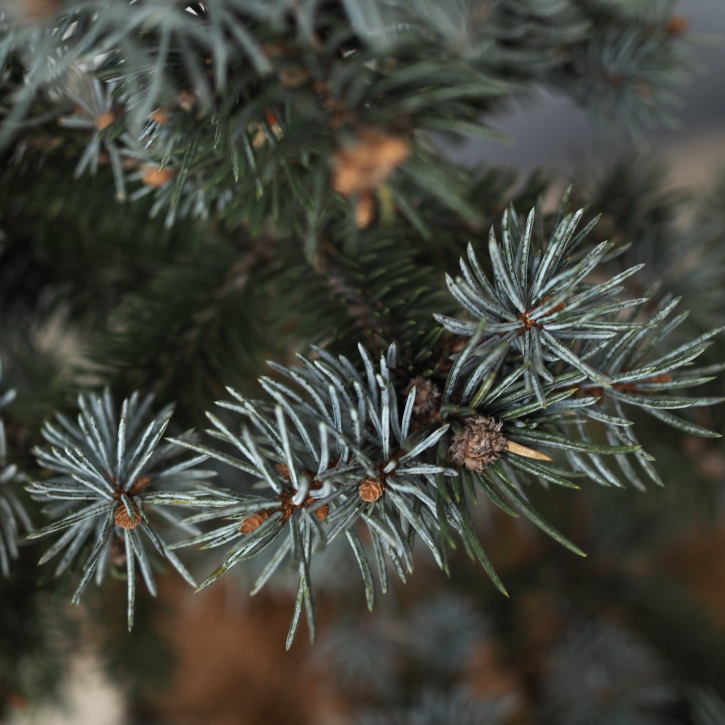 ピセアプンゲンスホプシー（コロラドトウヒ）