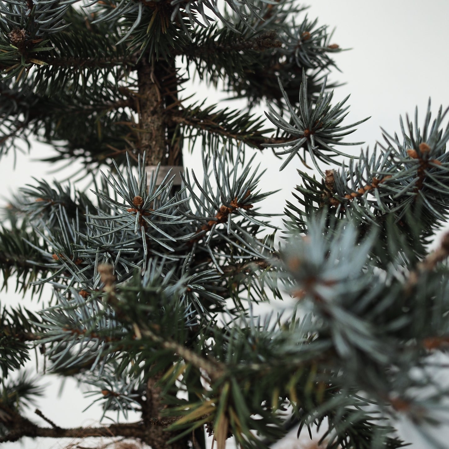 ピセアプンゲンスホプシー（コロラドトウヒ）