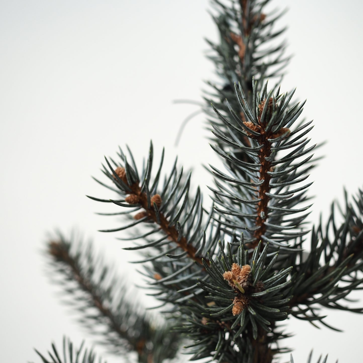 ピセアプンゲンスホプシー（コロラドトウヒ）