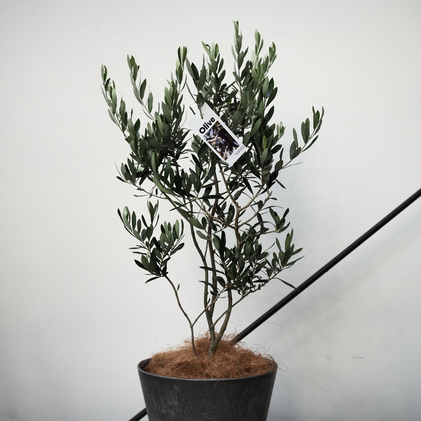 樹ごころオリジナル　スパイラルオリーブ　アルベキナ