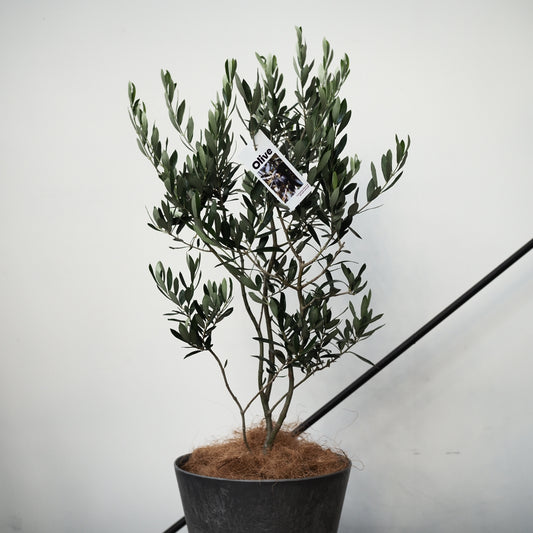 樹ごころオリジナル　スパイラルオリーブ　アルベキナ