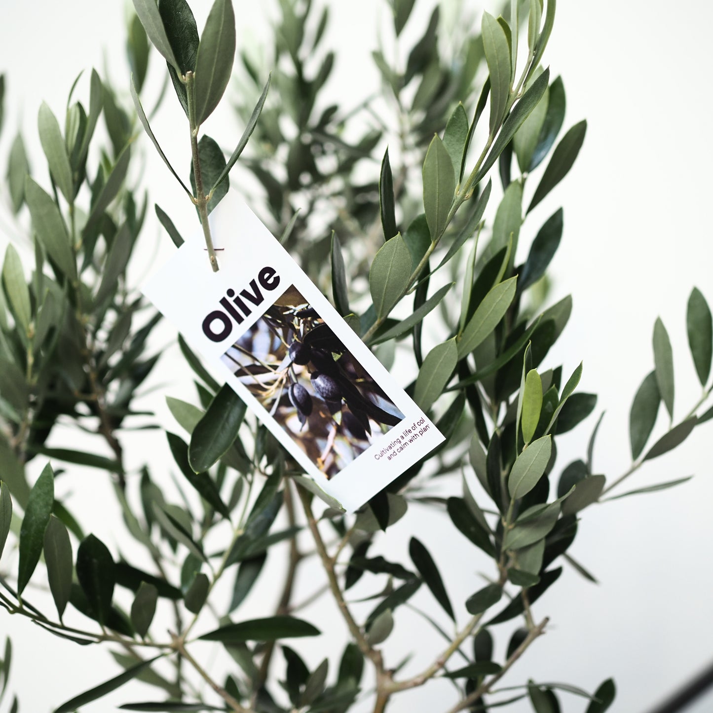 樹ごころオリジナル　スパイラルオリーブ　アルベキナ