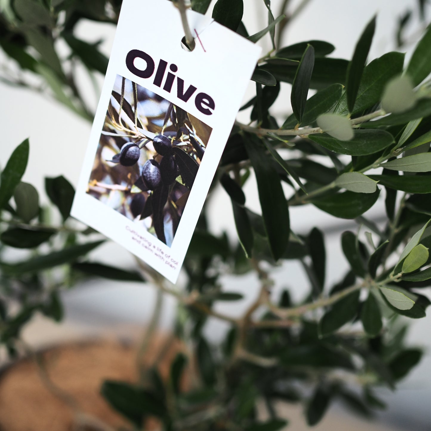 樹ごころオリジナル　スパイラルオリーブ　アルベキナ