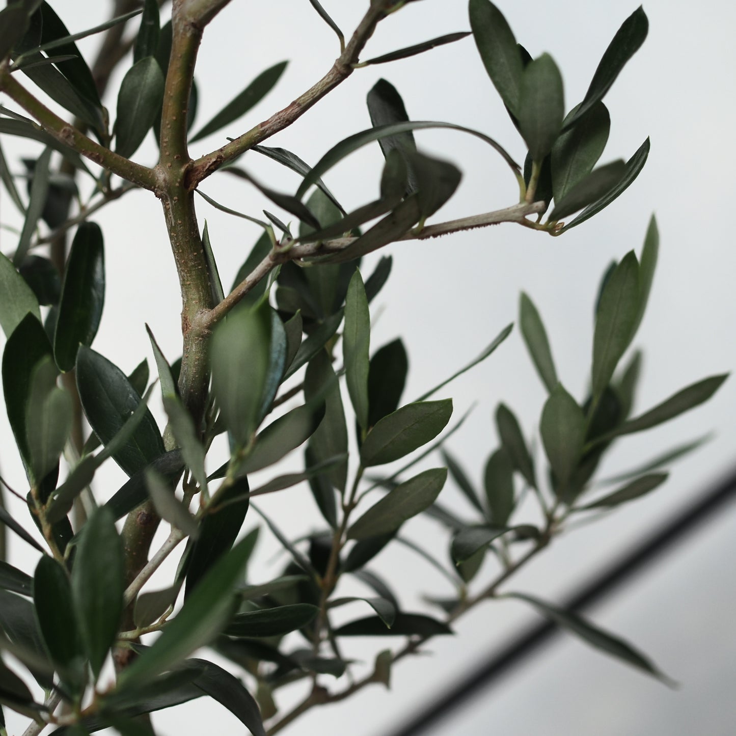 樹ごころオリジナル　スパイラルオリーブ　アルベキナ