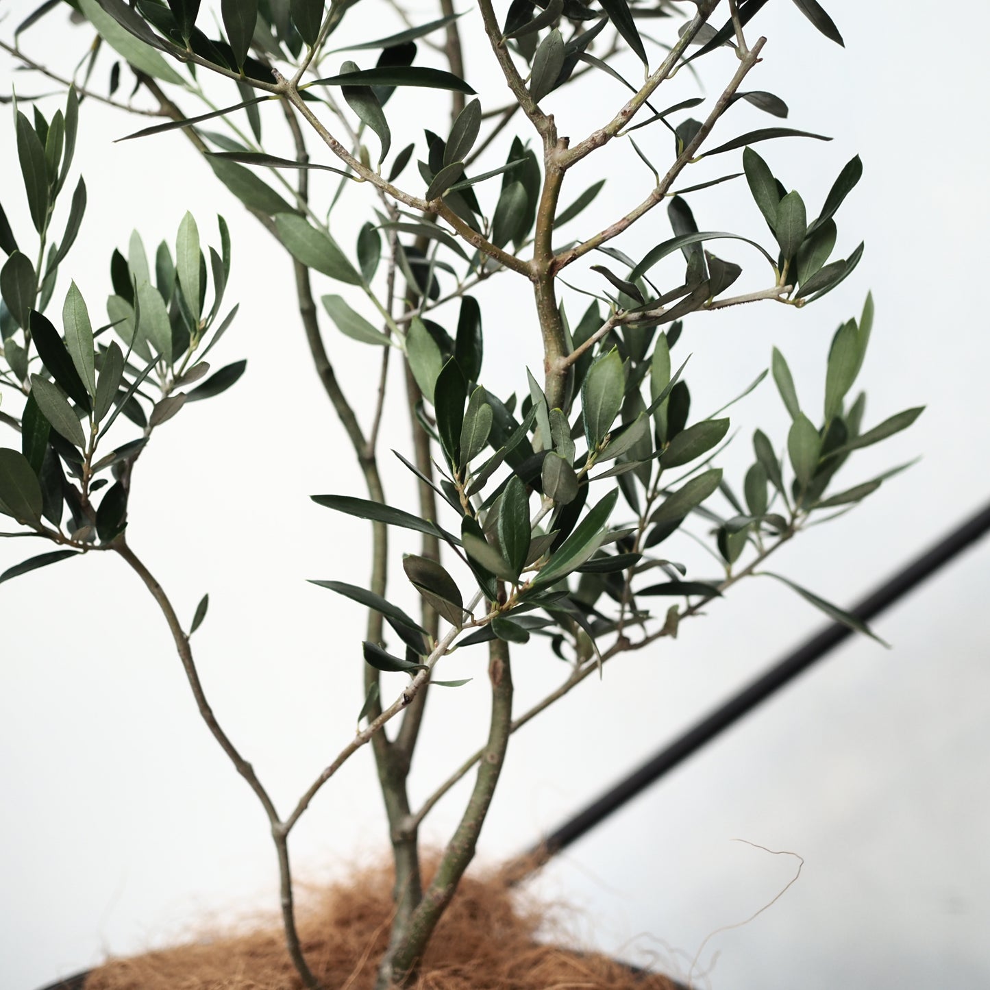 樹ごころオリジナル　スパイラルオリーブ　アルベキナ