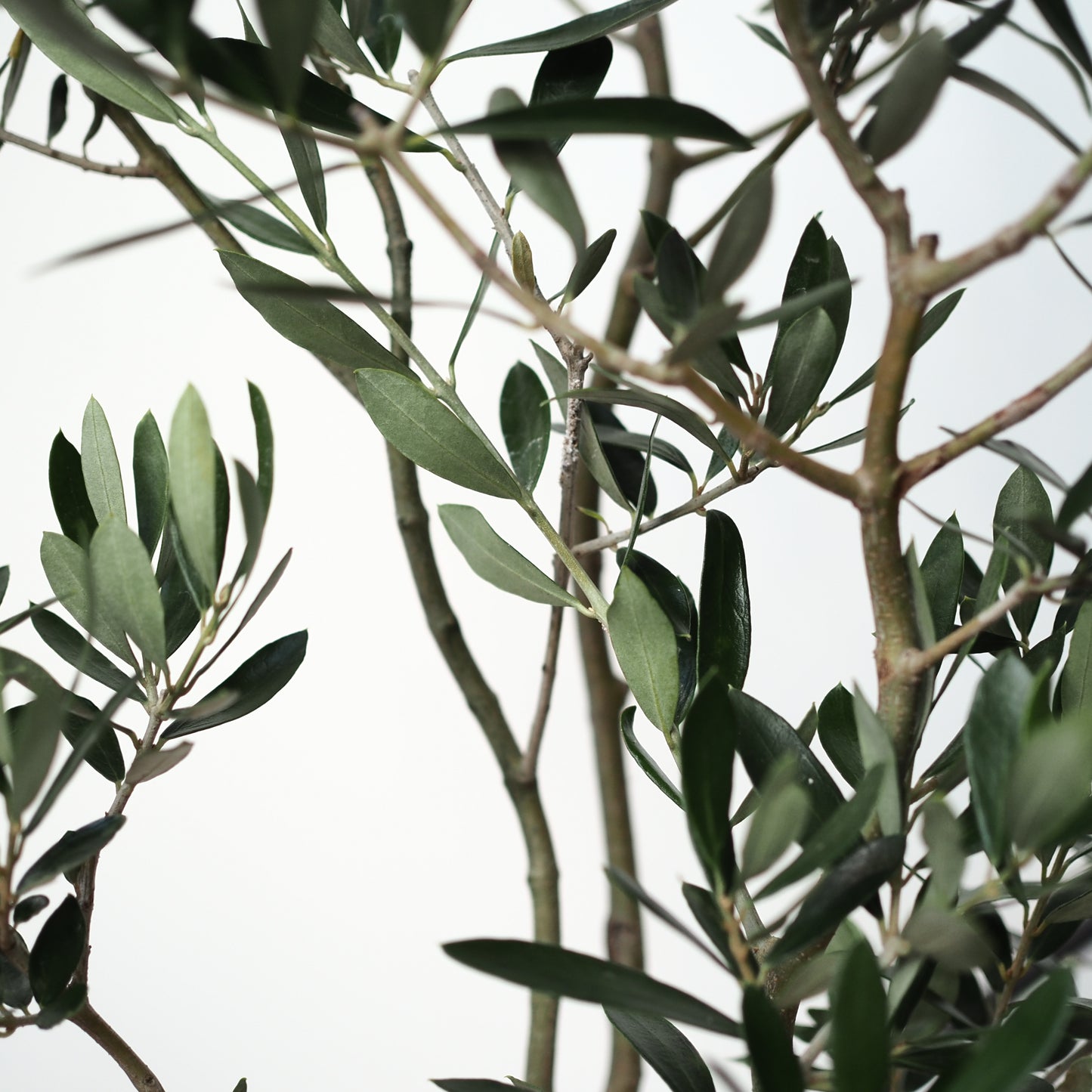 樹ごころオリジナル　スパイラルオリーブ　アルベキナ